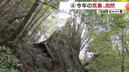 キーワードは“異常”“運用統計開始以来初”　悪影響は農作物にも　鹿児島の2024年は大雨、猛暑、台風、地震の一年に