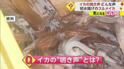 スルメイカの鳴き声は「キュッ！キュッ！」　函館で初水揚1トン　長引く燃料高と不漁で昨年比0.2トン減　北海道