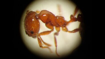 【北海道初の確認】特定外来生物で毒性のある昆虫「アカカミアリ」を発見―約3ミリの個体約20匹がコンテナターミナルに「刺されると激しい痛みとともに水疱」毒餌で駆除徹底＜北海道苫小牧市＞