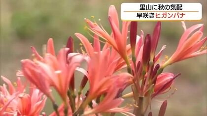 里山に秋の気配　早咲きのヒガンバナ「キツネノカミソリ」咲き始める（島根・美郷町）　