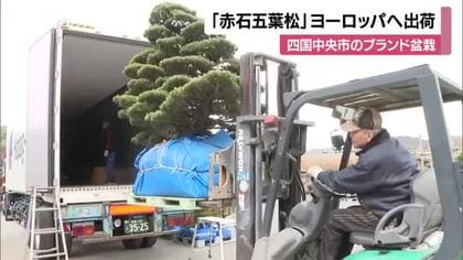 １０倍の高値で取引きも　四国中央市特産・赤石五葉松などブランド盆栽をヨーロッパへ輸出【愛媛】
