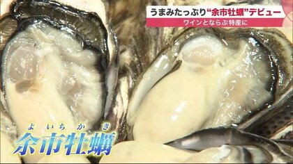 ワインのお供に最高　ブランドカキ誕生…取り組み開始から6年経て初出荷【北海道発】