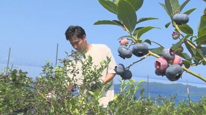 魚沼産コシヒカリの産地でブルーベリーに挑戦! “脱サラ”して農家に転身した男性が農園オープン