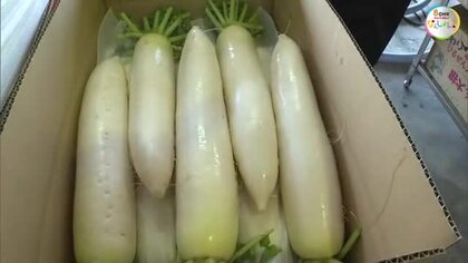 蒜山高原の気候と水はけの良い火山灰の土壌に恵まれ育った「ひるぜん大根」真庭市で収穫始まる【岡山】