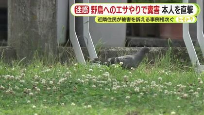 野鳥へのエサやりで糞害　本人を直撃　驚きの理由とは？　近隣住民が被害を訴える事例相次ぐ