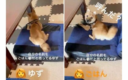 自分の名前を間違えている？「ごはん」と呼ばれたときだけ振り向く柴犬…なぜ名前に反応しない？飼い主に聞いた