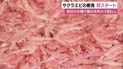 “駿河湾の宝石”サクラエビの春漁はじまる　初日の水揚げ量は前年の3倍以上