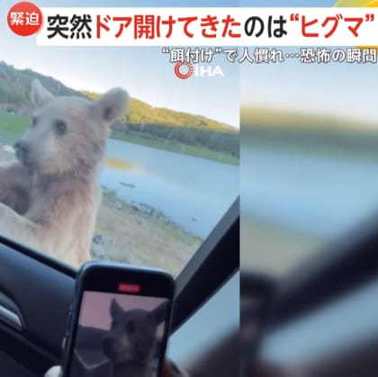 【緊迫】突然車のドア開けるヒグマ！観光客の“餌付け”で人慣れ…迫る恐怖の瞬間　トルコ
