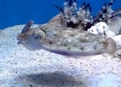 魚を持ってスイスイ？「お弁当持ってウキウキ」しているようなイカが可愛い…実はレアな場面だった理由を水族館に聞いた