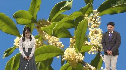 「キンモクセイ」が遠くまで香るワケ　人間を味方につけた植物のしたたかな生存戦略を気象予報士が解説　雨の前後に香りが強まる理由も！