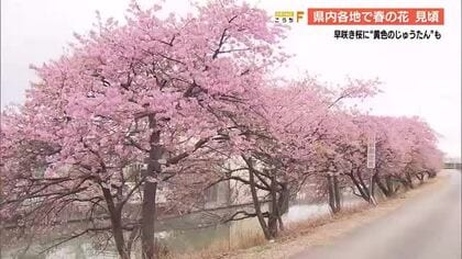 早咲きの『河津桜』　高知市大津・国分川沿いで見頃　今週末も楽しめる