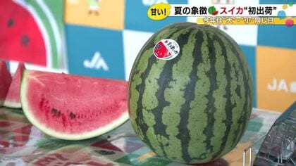 小玉と大玉が同日…「金沢すいか」初出荷 早ければ5日昼過ぎには店頭へ「朝晩の寒暖差あり甘さのってる」