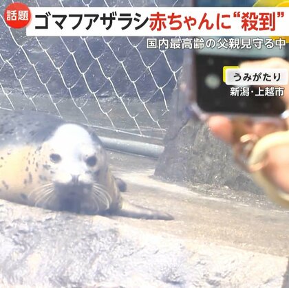 「人形みたい」国内最高齢41歳パパから誕生したゴマフアザラシ赤ちゃん　パパが見守る中で無事にプールデビュー　名前は公募検討　新潟・上越市