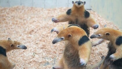 威嚇なのに「カワイイしかない」アリクイ兄弟にほっこり…鼻息で“意思疎通”をすることも？どんな威嚇だったのか飼育員に聞いた