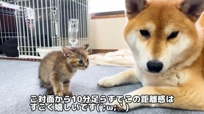 柴猫様 img_323f98c56878822faae9bce259