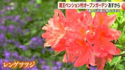 蔵王で初夏までの草花が楽しめるオープンガーデン始まる クレマチス
