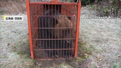 「窓開けたらいた」住宅街騒然“4時間居座りクマ”を緊急銃猟　北海道では“400キロ級”巨大熊捕獲