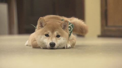 あなたは犬派 猫派 とびきりの癒やしをお届け 豆柴 猫カフェ