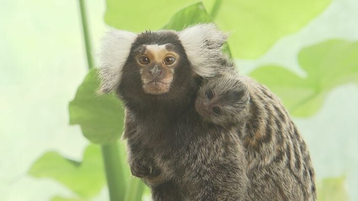首に何かが…と思ったら赤ちゃんだった！