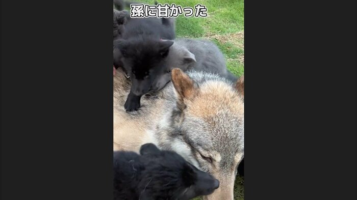 孫たちに好き放題されてしまった