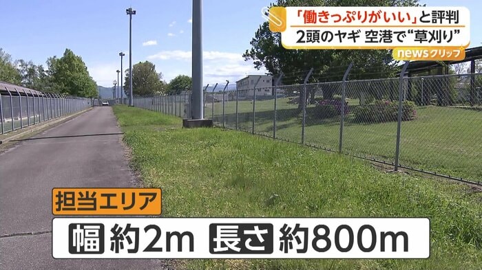 ヤギ2頭が緑地管理を担当するエリア