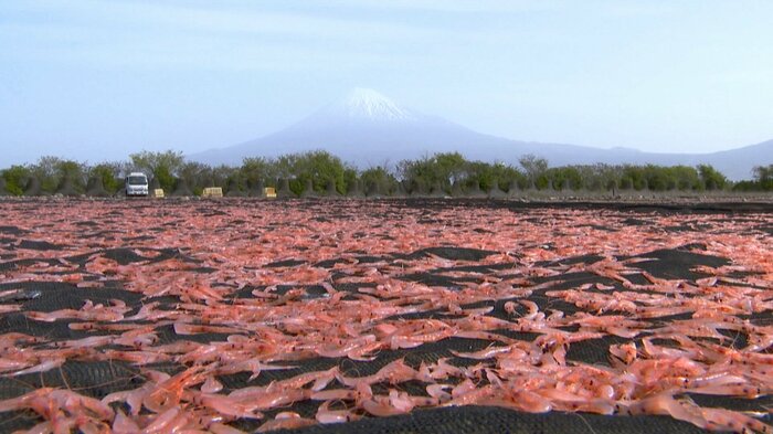サクラエビの天日干し 後ろは富士山(静岡市)
