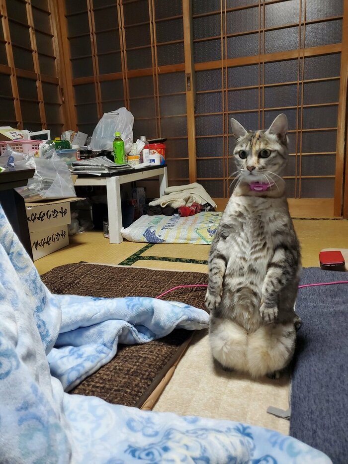 野良猫に警戒する様子