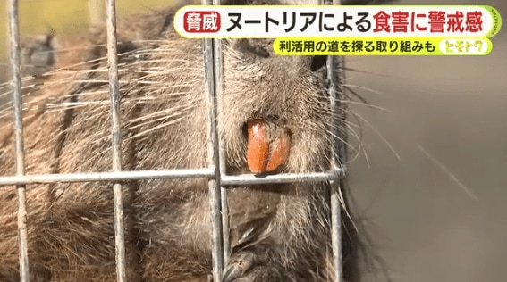 浜松で捕獲されたヌートリア