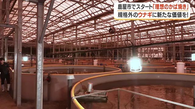 西日本養鰻