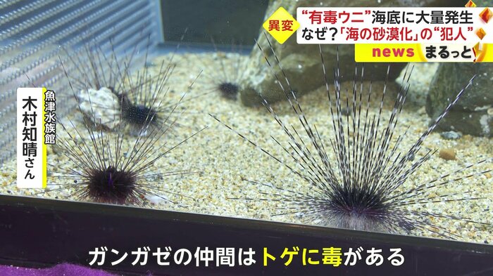 この長いトゲに毒がある