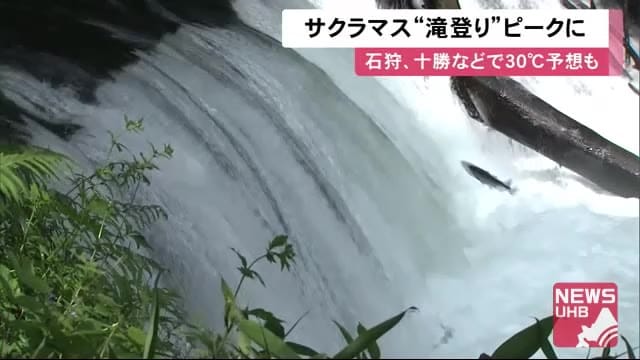 「高さ3メートルの滝」をジャンプ!サクラマス