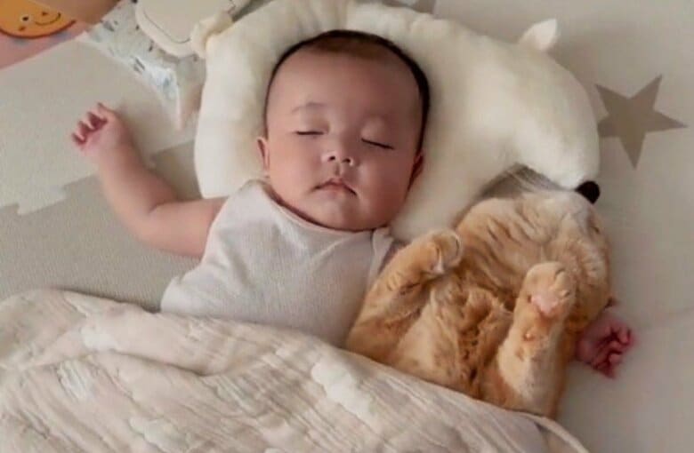 「なにこの幸せな世界」赤ちゃんに腕枕されて一緒に爆睡する猫にほっこり…いつも一緒？母親に関係性を聞いた｜FNNプライムオンライン