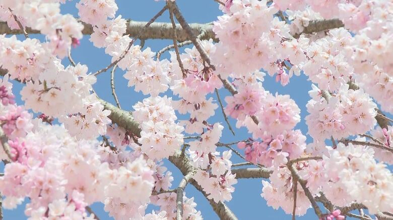 木造校舎と樹齢80年のシダレザクラの共演　桜の名所に多くのカメラマン　新1年生もランドセルを背負って撮影｜FNNプライムオンライン