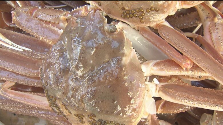 ふるさと納税「越前がに」にGI法違反 脱皮したての「水ガニ」混ぜ不正表示 福井・越前町がカニ関連商品の扱い中止…影響6億円か|FNNプライムオンライン