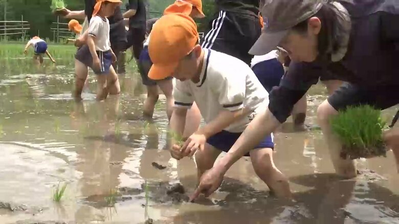 園児たちが親子で田植え体験　泥まみれで楽しむ　岩手県釜石市｜FNNプライムオンライン