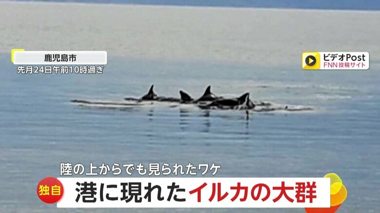 【独自】「本当にびっくり仰天」港に“20頭以上”の大群で泳ぐイルカ出現　撮影者「岸から20メートルくらい」　いけすからこぼれる餌に集まる“魚”が狙いか　鹿児島市｜FNNプライムオンライン