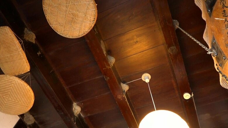 天井一面に巣…毎年200羽ものツバメが巣立つお寺で子育て始まる　「頭にフンが落ちない」対策も【福井発】｜FNNプライムオンライン