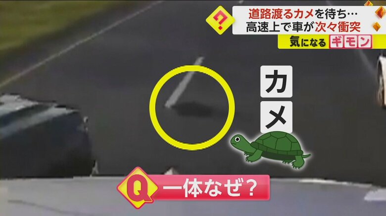 【お騒がせ動物】高速で車が次々衝突…原因は“カメ”　別の場所ではヘビに襲われたタカを警察官が救助　米・フロリダ｜FNNプライムオンライン