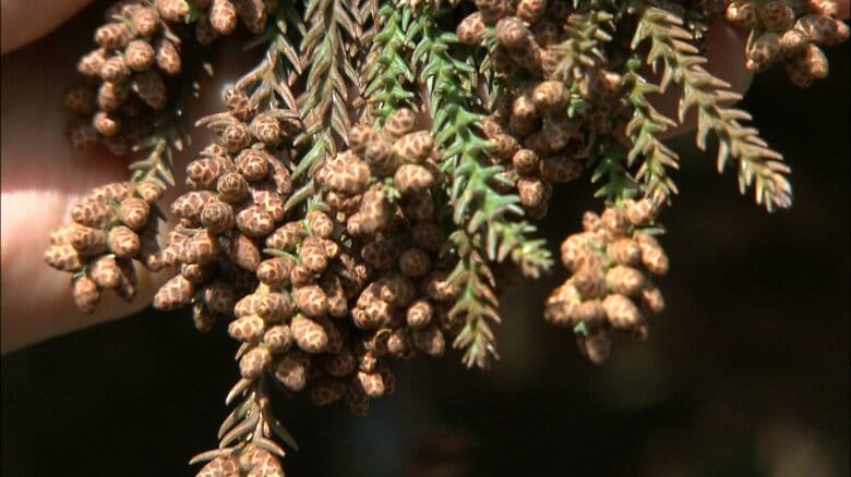スギ花粉予報　発生量は“平年の1.9倍”となる見込み　着花指数は過去10年で最多　2月中旬から本格的な飛散開始の見通し　昨夏の猛暑が影響か　調査結果を公表　花粉症患者は嘆息｜FNNプライムオンライン