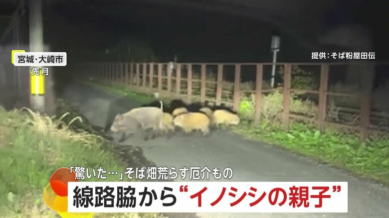 「大きな黒い物体が固まって…」線路脇から7匹の“イノシシ親子”　電気柵設置も“いたちごっこ”農作物を守る対策費が負担に　宮城・大崎市｜FNNプライムオンライン