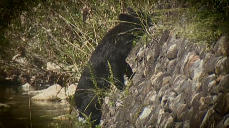 【専門家が警鐘】「今年はヤバい」ブナの実“凶作”でクマ出没増の恐れ「大声･走って逃げるは絶対NG」｜FNNプライムオンライン