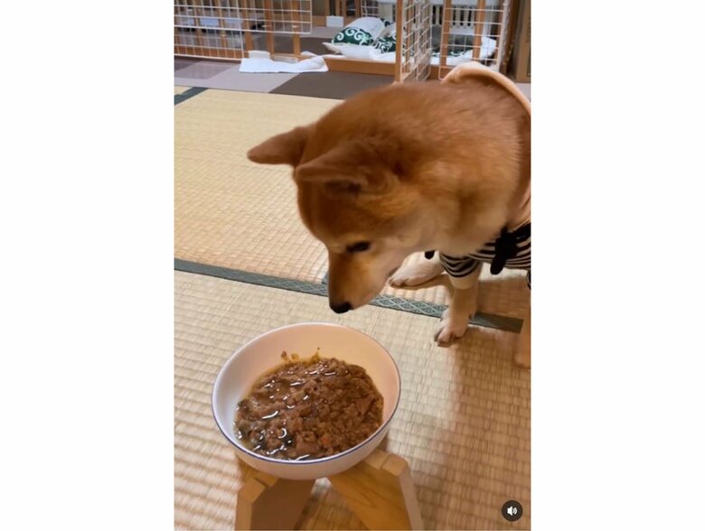 提供:豆柴 えだまめくんさん