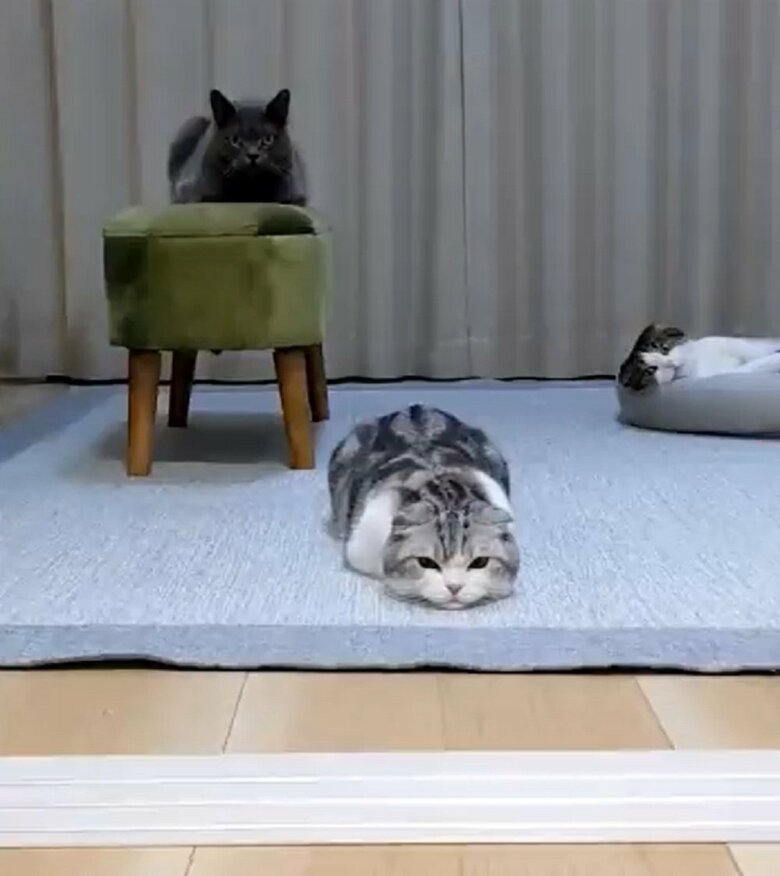 体をブルブルする倫太郎くん