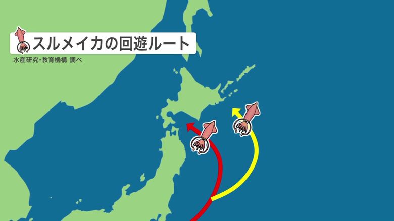 根室にイカがくる理由とは