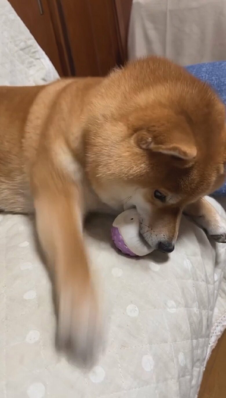 「言っているでしょ！」と前足を素早く動かすきなこちゃん