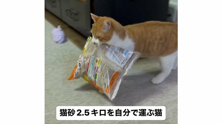 ヨタヨタ猫砂をくわえて運ぶオフくん