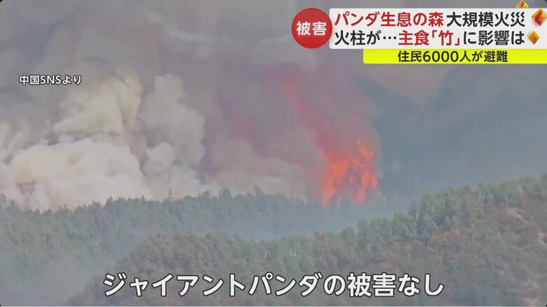 これまでジャイアントパンダの被害については伝えられていないが予断を許さない状況続く