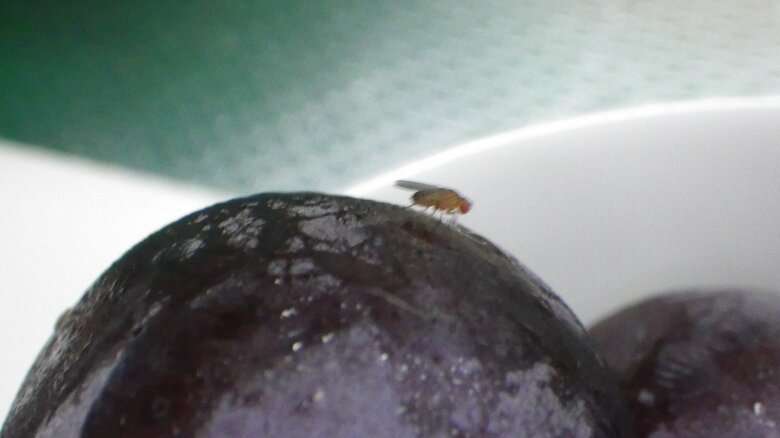 巨峰に止まったショウジョウバエ（画像提供：著者本人）