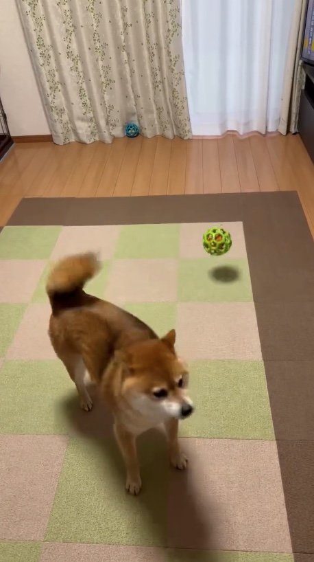 提供：Nerushibaさん