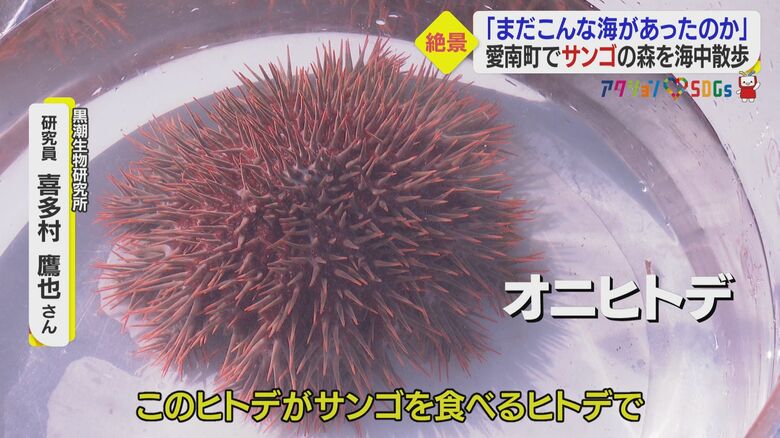 オニヒトデの大量発生で…